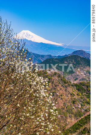 (静岡県)コブシ咲く、沼津アルプスと富士山 (静岡県)コブシ咲く、沼津アルプスと富士山 86979840