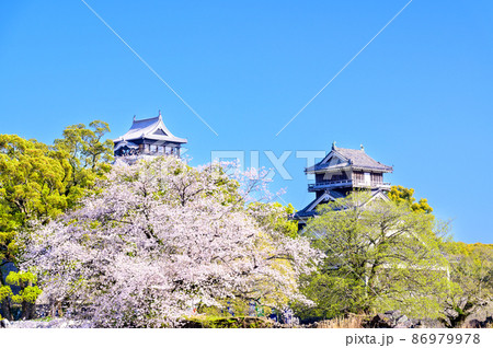 桜花咲く季節 天守閣と宇土櫓風景 熊本城 Kumamoto Castle 桜花咲く季節 天守閣と宇土櫓風景 熊本城 Kumamoto Castle 86979978