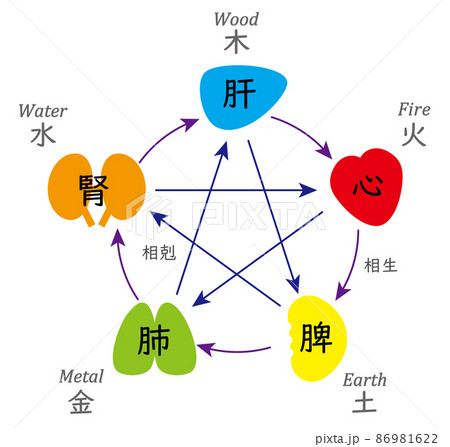 五行説と五臓の相関図、明るくてシンプル 86981622