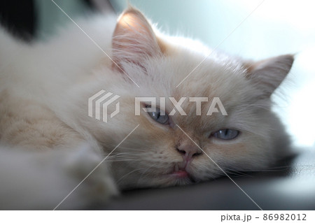 Fluffy white cat , white cat sleep Fluffy white cat , white cat sleep 86982012