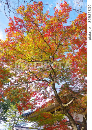 西山公園　嚮陽庭園の薄もみじ 86982330