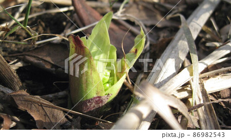 フキノトウ 86982543