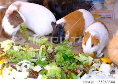 ふれあいの里 リス園のモルモット13(大阪・狭山市) ふれあいの里 リス園のモルモット13(大阪・狭山市) 86983368