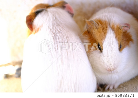 ふれあいの里 リス園のモルモット16(大阪・狭山市) ふれあいの里 リス園のモルモット16(大阪・狭山市) 86983371