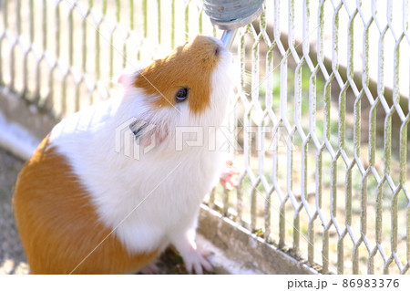 ふれあいの里 リス園で水を飲むモルモット2（大阪・狭山市） 86983376