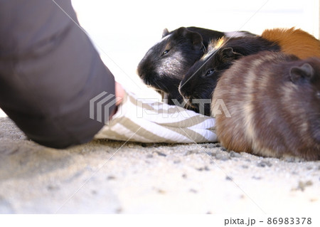 ふれあいの里 リス園のモルモット19（大阪・狭山市） 86983378