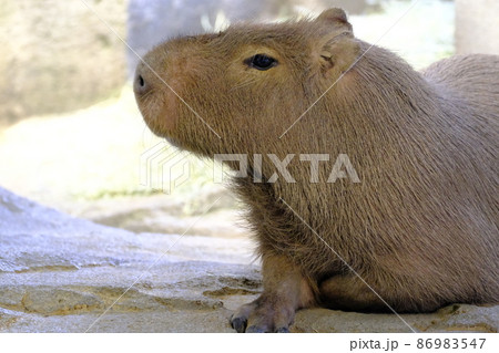 カピバラ13（大阪・ニフレル） 86983547