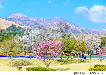 一心行の公園から全景風景 一心行の大櫻 阿蘇の山並み景色 Isshingyo Sakura 一心行の公園から全景風景 一心行の大櫻 阿蘇の山並み景色 Isshingyo Sakura 86983784