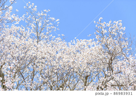 一心行の大櫻 桜の花と春空風景 Isshingyo Sakura 一心行の大櫻 桜の花と春空風景 Isshingyo Sakura 86983931