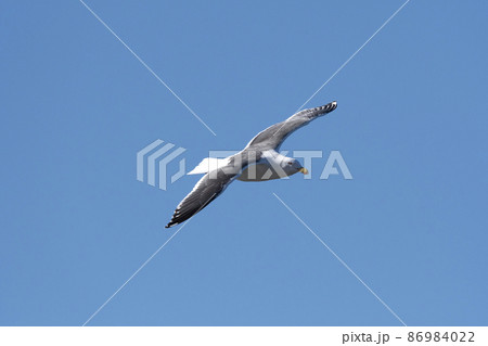 オオセグロカモメ 86984022