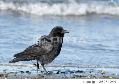 ハシブトガラス ハシブトガラス 86984044