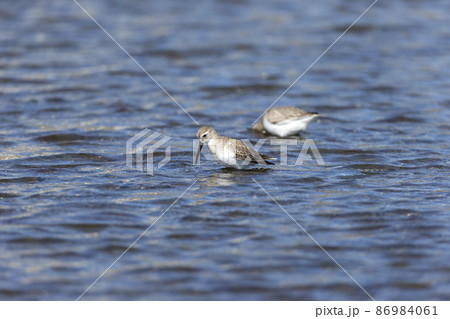 ハマシギ 86984061