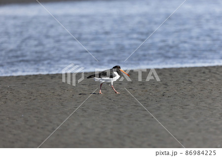 ミヤコドリ 86984225