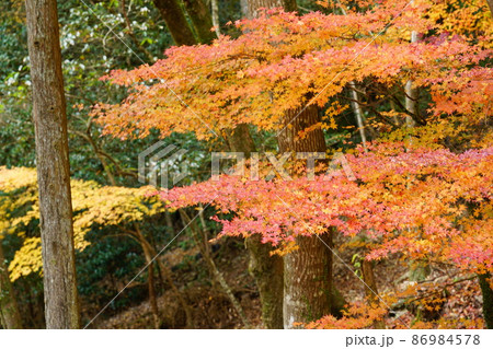 晩秋の天石門別神社の紅葉1 岡山県美作市 晩秋の天石門別神社の紅葉1 岡山県美作市 86984578