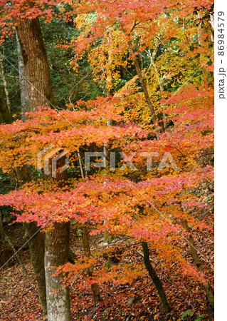 晩秋の天石門別神社の紅葉2 岡山県美作市 晩秋の天石門別神社の紅葉2 岡山県美作市 86984579