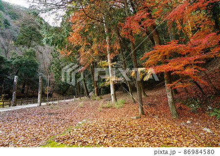 晩秋の天石門別神社の紅葉3 岡山県美作市 晩秋の天石門別神社の紅葉3 岡山県美作市 86984580