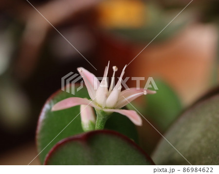 《接写》カネノナルキの花 86984622