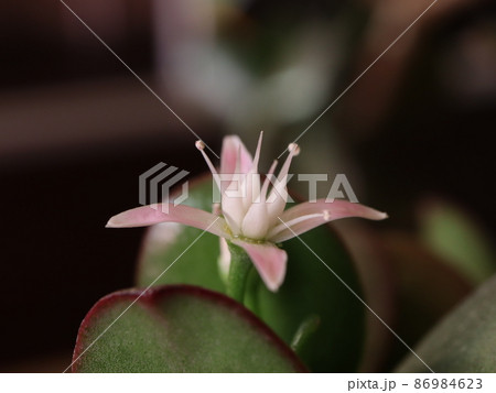 《接写》カネノナルキの花 《接写》カネノナルキの花 86984623