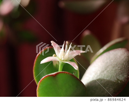 《接写》カネノナルキの花 《接写》カネノナルキの花 86984624