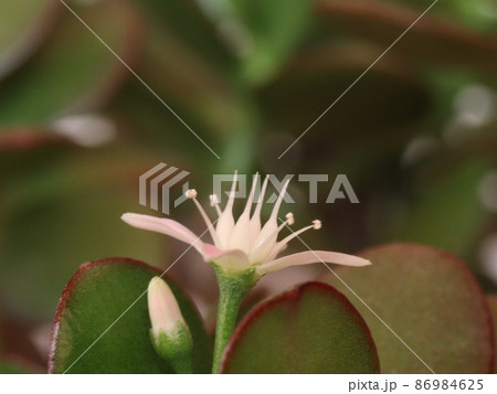 《接写》カネノナルキの花 86984625