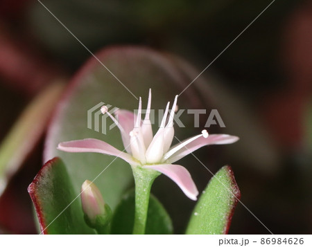 《接写》カネノナルキの花 86984626