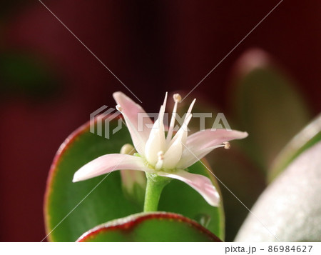 《接写》カネノナルキの花 86984627
