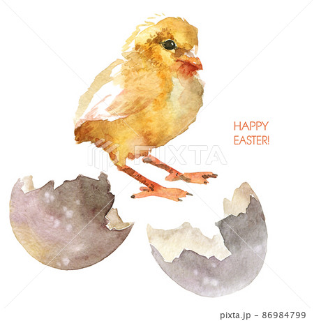 Watercolor Chick And Eggs Shellのイラスト素材