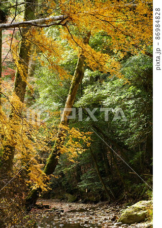 晩秋の天石門別神社の渓流の紅葉8 岡山県美作市 晩秋の天石門別神社の渓流の紅葉8 岡山県美作市 86984828