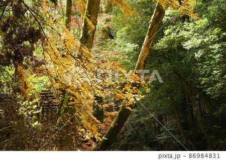 晩秋の天石門別神社の渓流の紅葉11 岡山県美作市 晩秋の天石門別神社の渓流の紅葉11 岡山県美作市 86984831