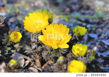 福寿草(フクジュソウ)の花とつぼみ 福寿草(フクジュソウ)の花とつぼみ 86984990