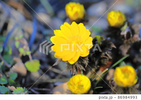 福寿草（フクジュソウ）の花とつぼみ　 86984993