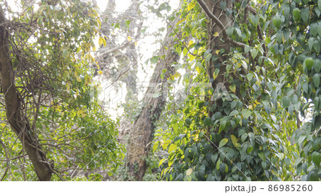 湘南三浦半島の神奈川県三浦市首都圏の秘境の小網代の森の冬 86985260