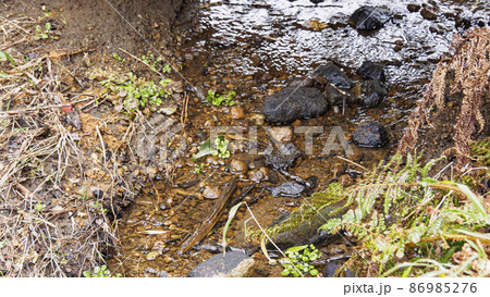 湘南三浦半島の神奈川県三浦市首都圏の秘境の小網代の森の冬 湘南三浦半島の神奈川県三浦市首都圏の秘境の小網代の森の冬 86985276