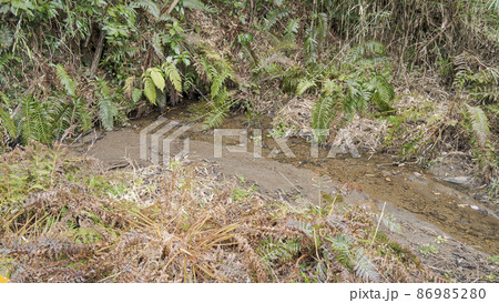 湘南三浦半島の神奈川県三浦市首都圏の秘境の小網代の森の冬 86985280