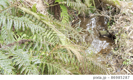 湘南三浦半島の神奈川県三浦市首都圏の秘境の小網代の森の冬 86985287