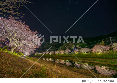 南伊豆町 河津桜 星も見える夜桜ライトアップ 南伊豆町 河津桜 星も見える夜桜ライトアップ 86985408