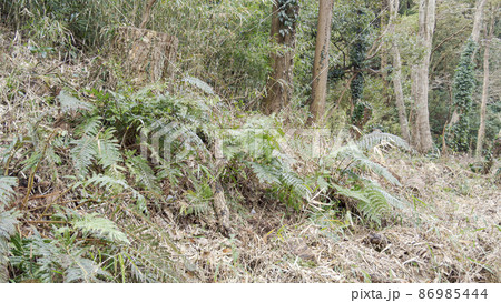 湘南三浦半島の神奈川県三浦市首都圏の秘境の小網代の森の冬 86985444