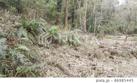 湘南三浦半島の神奈川県三浦市首都圏の秘境の小網代の森の冬 86985445