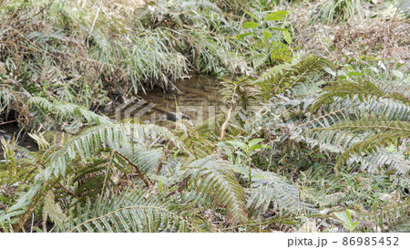 湘南三浦半島の神奈川県三浦市首都圏の秘境の小網代の森の冬 86985452