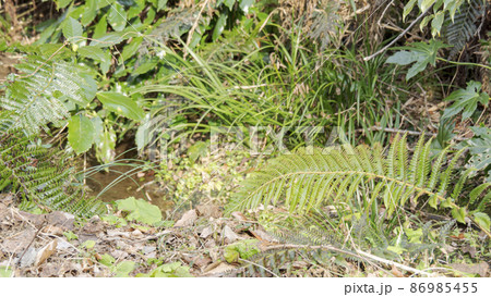 湘南三浦半島の神奈川県三浦市首都圏の秘境の小網代の森の冬 86985455