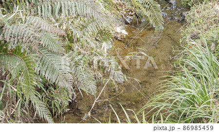 湘南三浦半島の神奈川県三浦市首都圏の秘境の小網代の森の冬 86985459