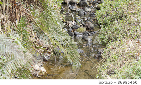 湘南三浦半島の神奈川県三浦市首都圏の秘境の小網代の森の冬 86985460