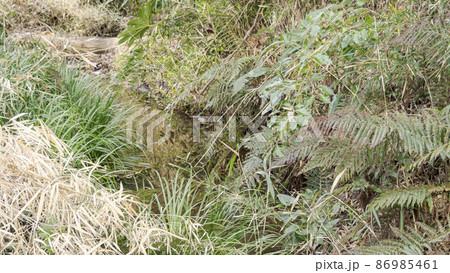 湘南三浦半島の神奈川県三浦市首都圏の秘境の小網代の森の冬 86985461