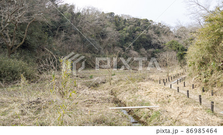 湘南三浦半島の神奈川県三浦市首都圏の秘境の小網代の森の冬 湘南三浦半島の神奈川県三浦市首都圏の秘境の小網代の森の冬 86985464
