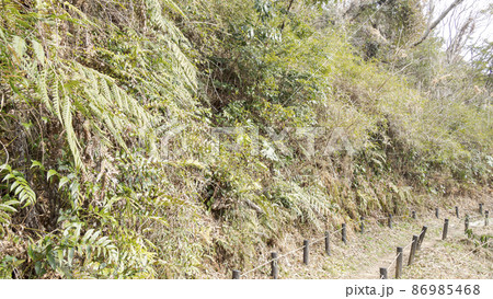 湘南三浦半島の神奈川県三浦市首都圏の秘境の小網代の森の冬 86985468