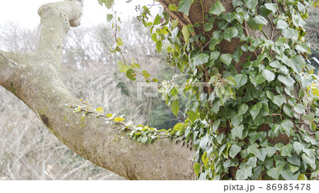 湘南三浦半島の神奈川県三浦市首都圏の秘境の小網代の森の冬 86985478