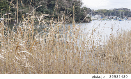 湘南三浦半島の神奈川県三浦市首都圏の秘境の小網代の森の冬 86985480