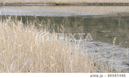 湘南三浦半島の神奈川県三浦市首都圏の秘境の小網代の森の冬 86985486