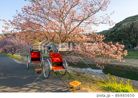 南伊豆町 河津桜と人力車 南伊豆町 河津桜と人力車 86985650