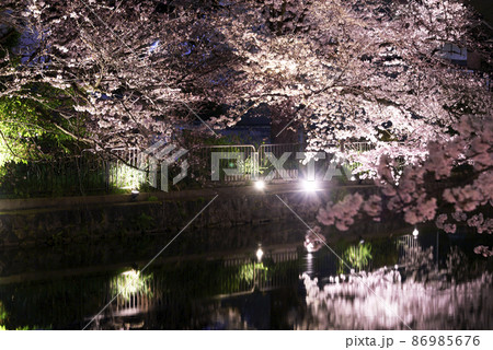 京都 岡崎疏水の夜桜 京都 岡崎疏水の夜桜 86985676